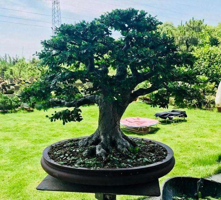 图解 家中盆景怎么修剪 前后对比图