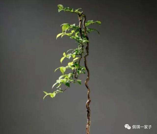 文人式盆景的是什么 有什么特点