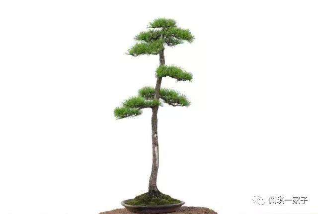 适合做文人盆景的树种有哪些