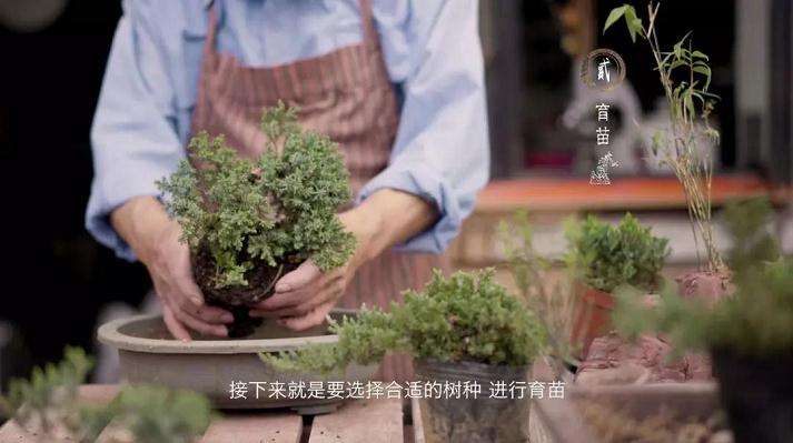 石栽盆景怎么制作的方法