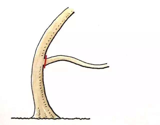 盆景定枝修剪忌枝的种类有哪些