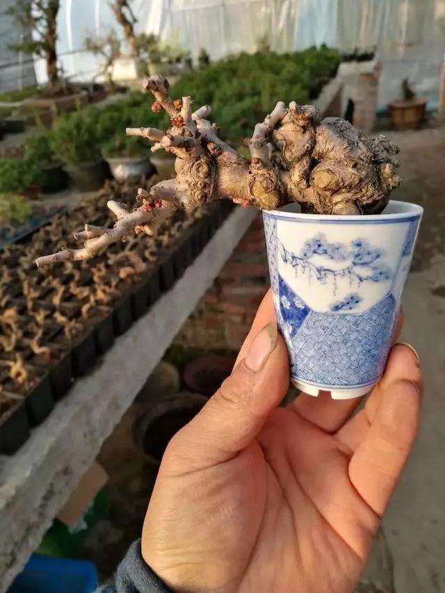 盆景定枝怎么修剪的3个技巧