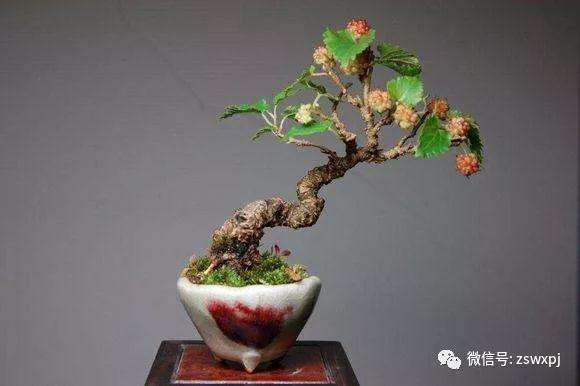 果树盆景枝怎么造型形式及技法