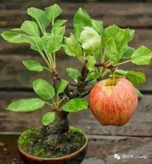 果树盆景枝怎么造型形式及技法