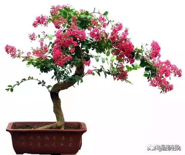 如何让紫薇盆景树延长花期