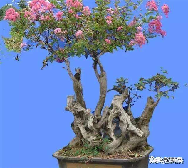 紫薇盆景在夏季怎么修剪的方法