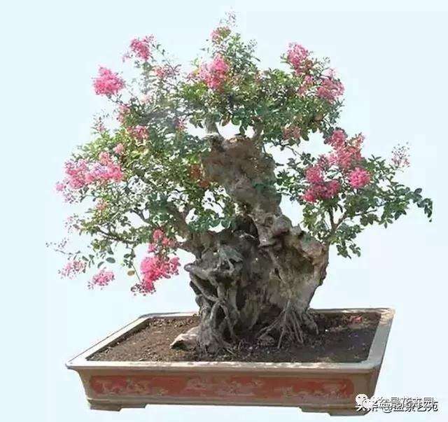 夏季紫薇盆景最好的修剪时间是何时