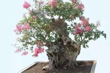 夏季紫薇盆景最好的修剪时间是何时