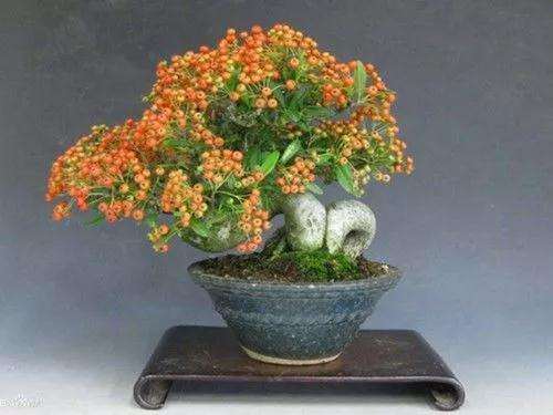 火棘老桩盆景怎么扦插制作的方法