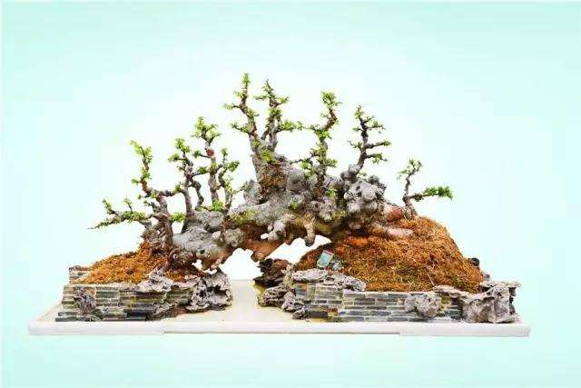 邮购的外地花木盆景怎么消毒