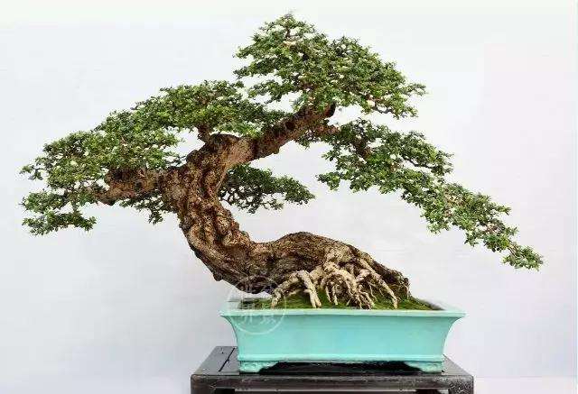 购买的花木盆景不要急着浇水