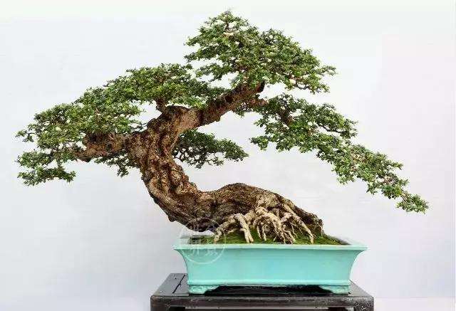 花卉盆景的服盆期应该注意的7个问题