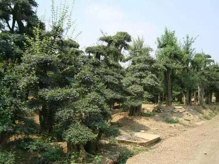 花卉盆景的服盆期应该注意的7个问题