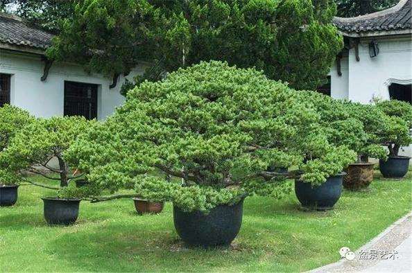 盆景与园林之间有什么关系