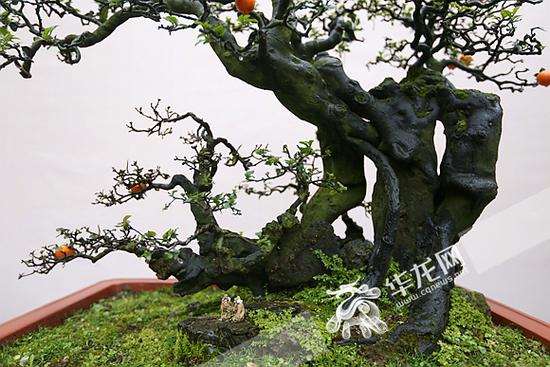 走进河南禹州秋实家园盆景场