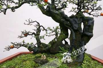 走进河南禹州秋实家园盆景场