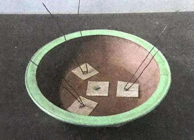 文人树盆景怎么栽种的方法