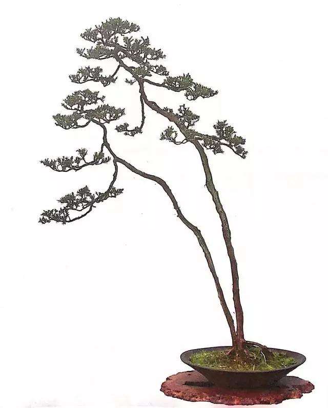 文人树盆景怎么栽种的方法