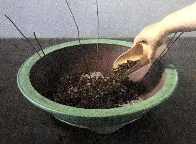 文人树盆景怎么栽种的方法