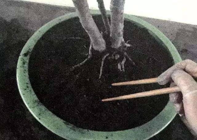 文人树盆景怎么栽种的方法