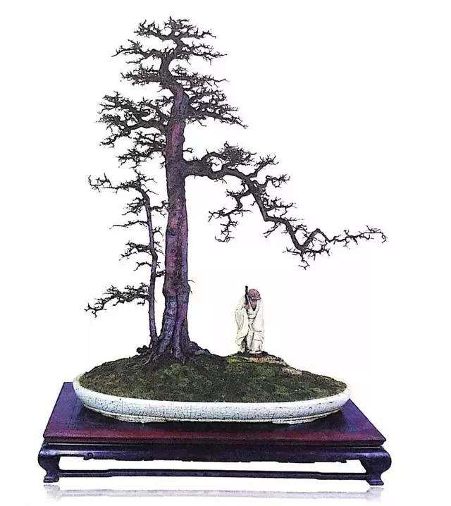 文人树盆景怎么栽种的方法
