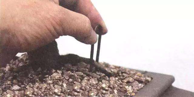 文人树盆景怎么栽种的方法