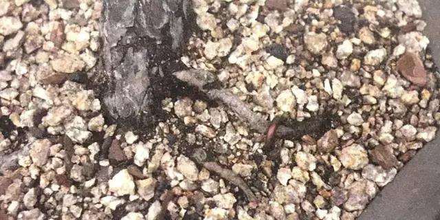 文人树盆景怎么栽种的方法