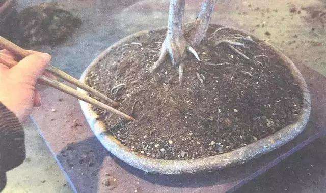 文人树盆景怎么栽种的方法