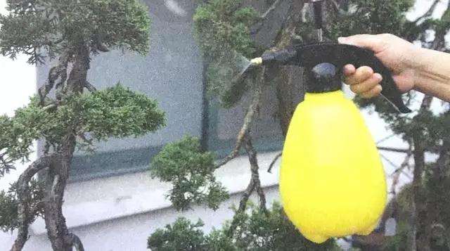 文人树盆景怎么栽种的方法