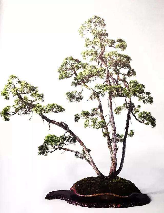 文人树盆景怎么栽种的方法