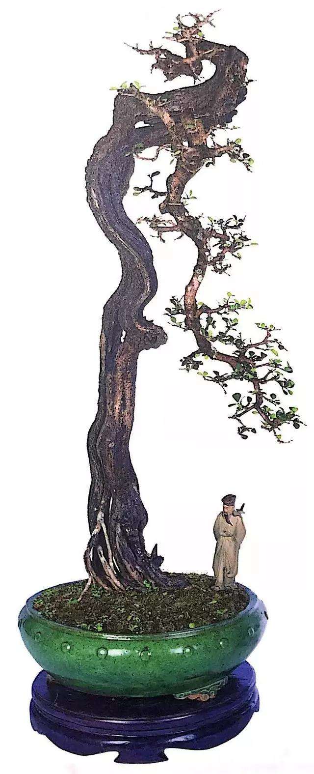 文人树盆景怎么栽种的方法