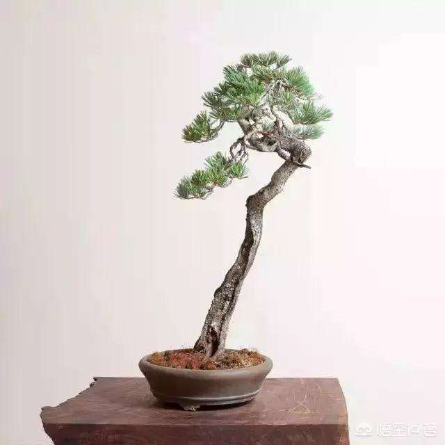 怎样把一棵直立的树做成文人树盆景?