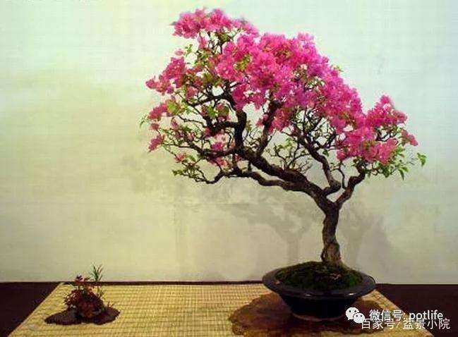 紫薇盆景怎么种植的方法 图片