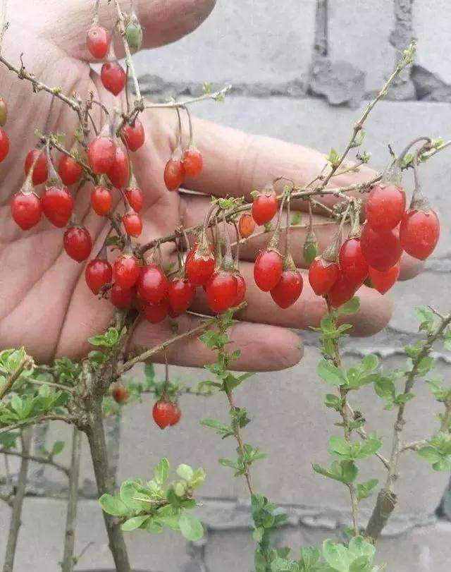 枸杞盆景怎么施肥的方法