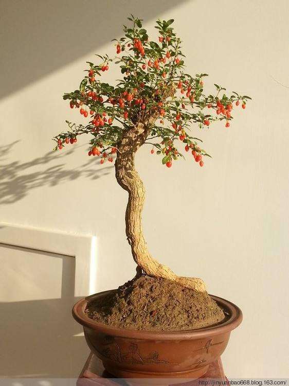 夏天枸杞盆景怎么浇水的方法