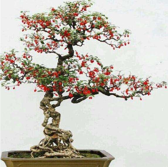 夏季怎么保证枸杞盆景的充足光照