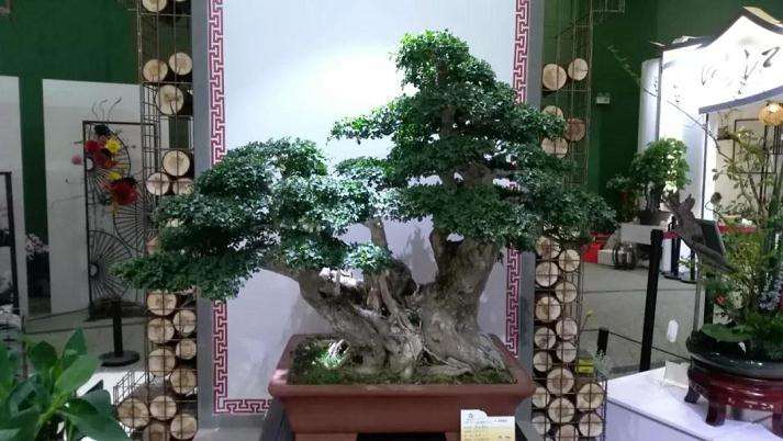 海派盆景送展世园会第二次评审