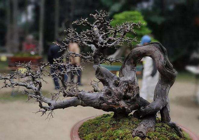 图解 制作岭南盆景的5个造型枝法