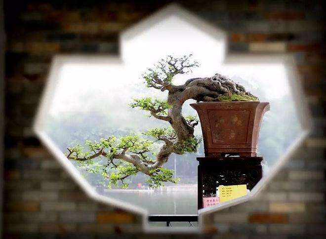 图解 制作岭南盆景的5个造型枝法