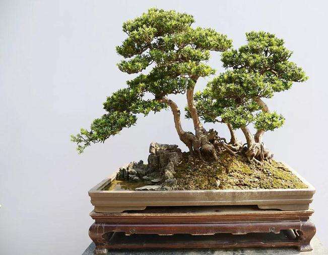 图解 制作岭南盆景的5个造型枝法