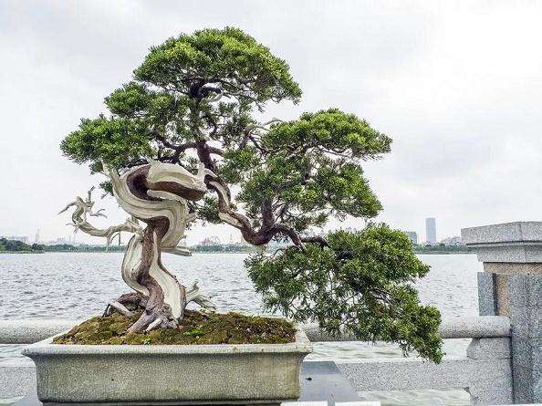 图解 制作岭南盆景的5个造型枝法