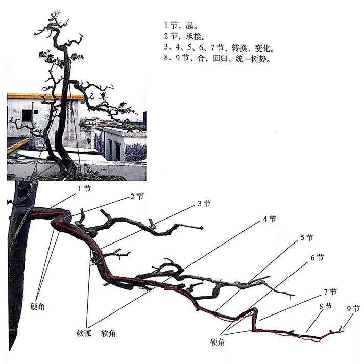 图解 制作岭南盆景的5个造型枝法
