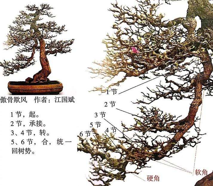 图解 制作岭南盆景的5个造型枝法