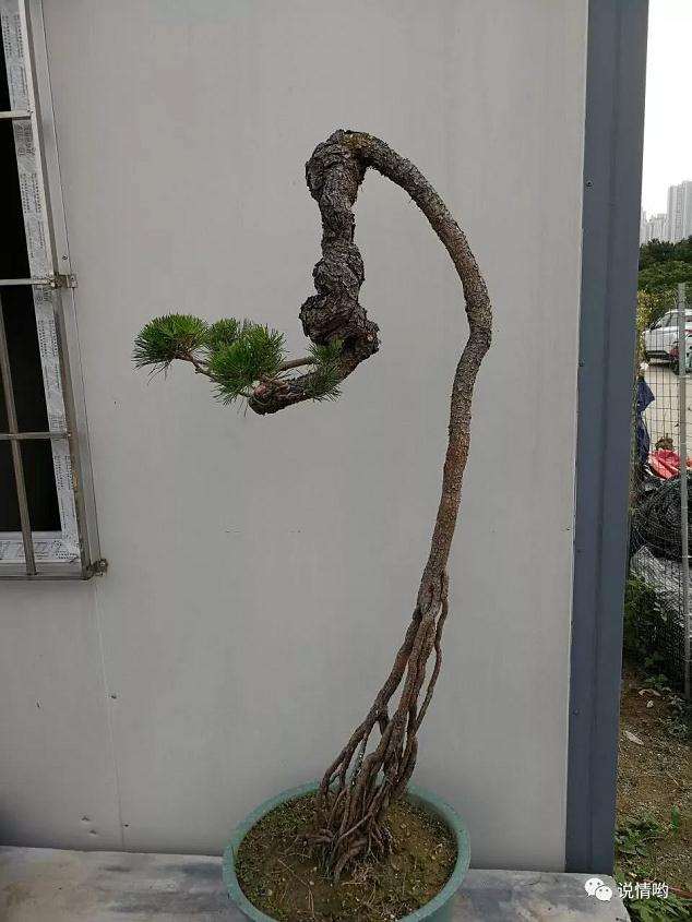 为什么山松盆景新桩很难养活