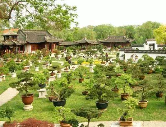 总结了几点让孩子爱上盆景的好处