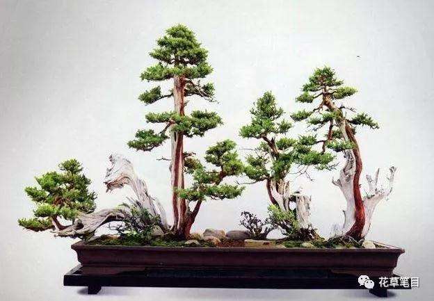 丛林式盆景你了解多少