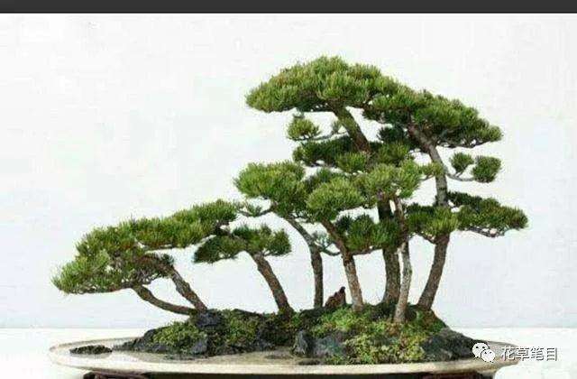 丛林式盆景你了解多少