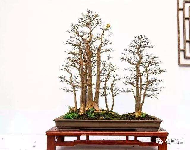 丛林式盆景你了解多少