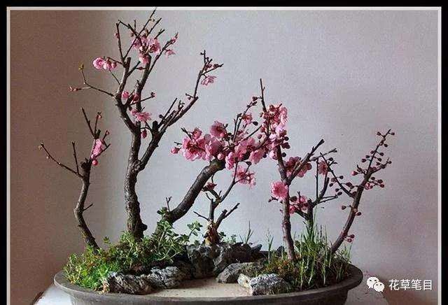 丛林式盆景你了解多少
