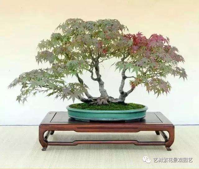 枫树盆景怎么浇水养护的技巧